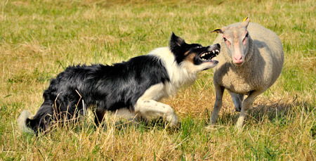 Border collie et mouton