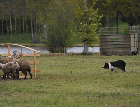 Border collie, chien de conduite de troupeau