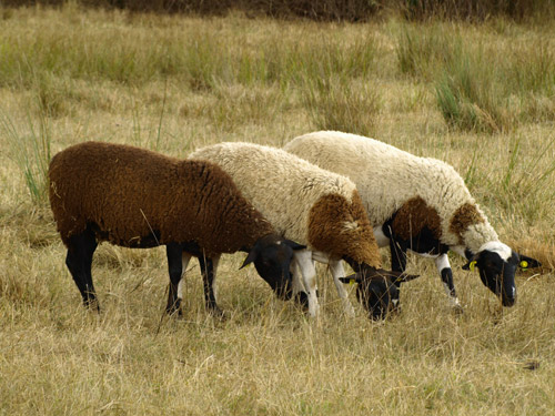 Bélier, brebis, agneau et agnelles dorper disponibles