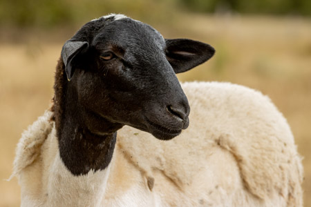 La Ferme du Rouvet