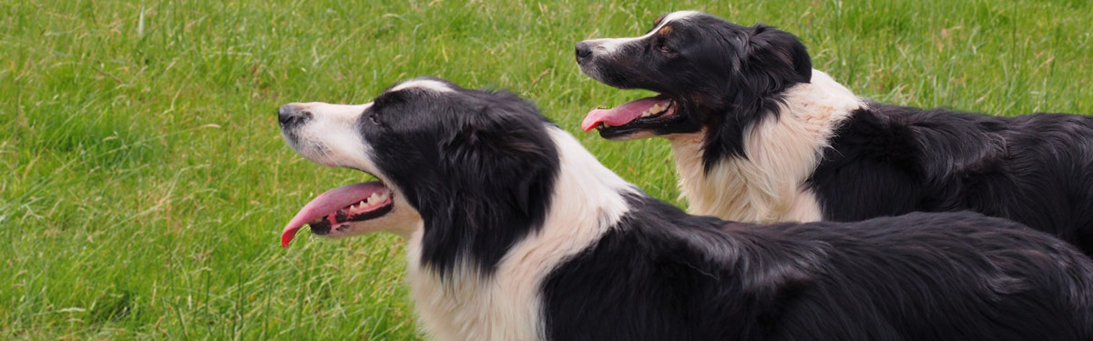 Ferme du Rouvet : élevage canin de border collies