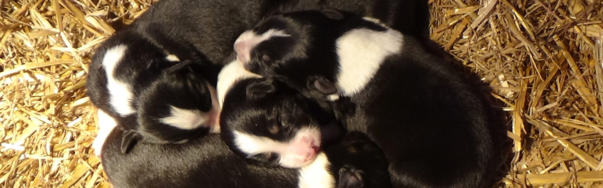 Portées et chiots border collies LOF de la ferme du Rouvet