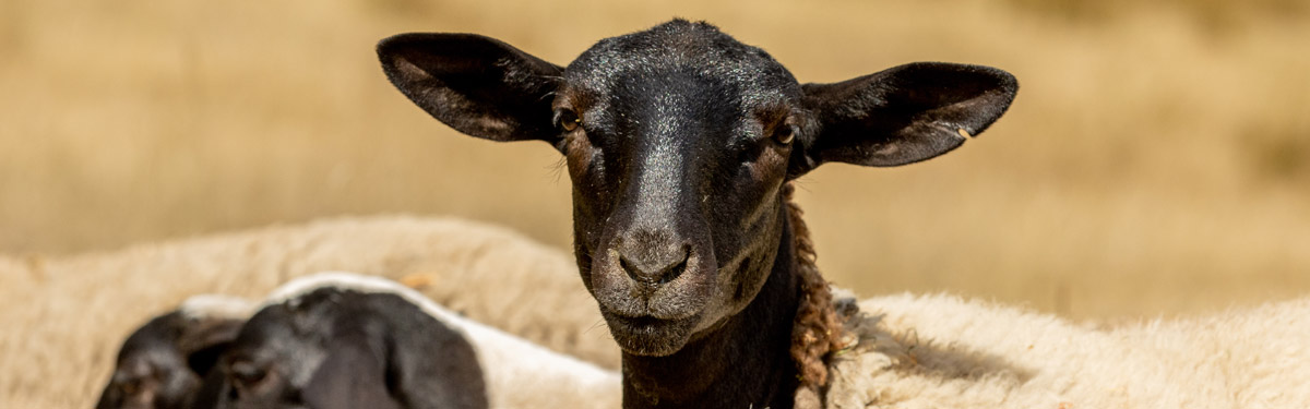 Ferme du Rouvet : élevage ovin de moutons dorpers