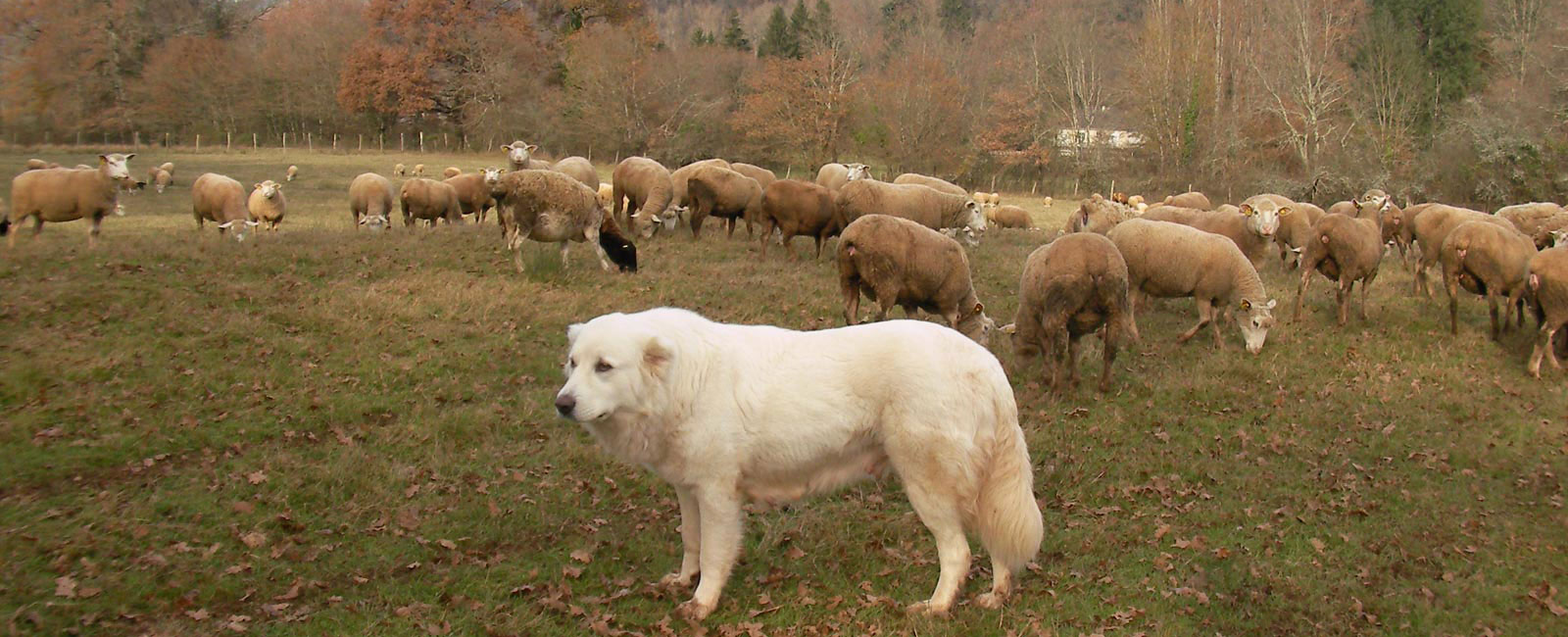 Ferme du Rouvet : élevage canin, caprin, ovin et avicole ; stages vivea