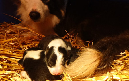 Mère et chiots Border collie LOF