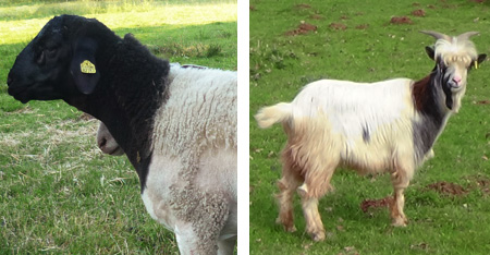 Mouton dorper et chèvre des fossés, élevage ovin et caprin