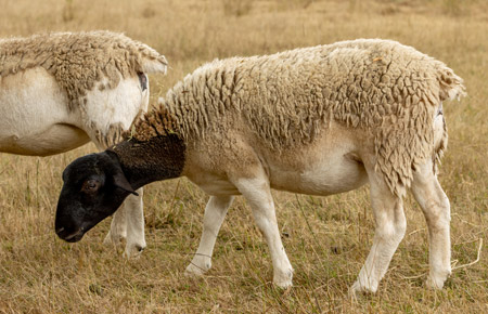 Moutons dorpers en mue