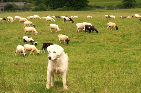 Formations chiens de protection de troupeau