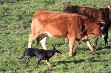Formations troupeau pour maitre et chien