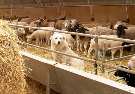 Berger des Abruzzes au milieu du troupeau