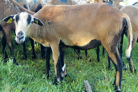 Brebis Barbados Blackbelly