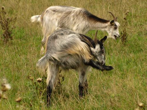 Chèvres des fossés disponibles