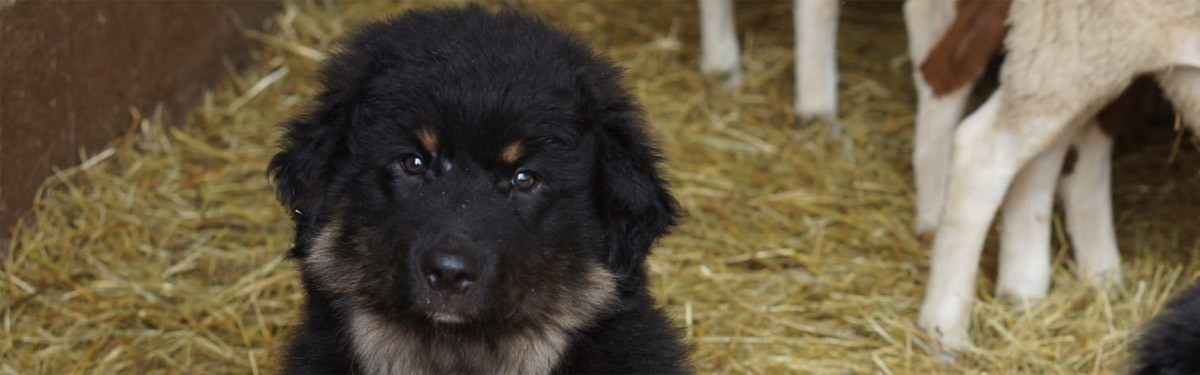 Portées et chiots bergers de Sila LOF en Corrèze