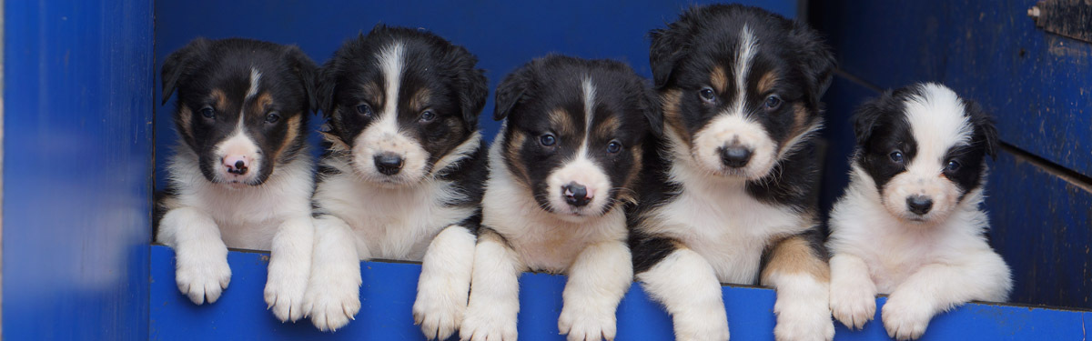 Portées et chiots border collies LOF de la ferme du Rouvet en Corrèze
