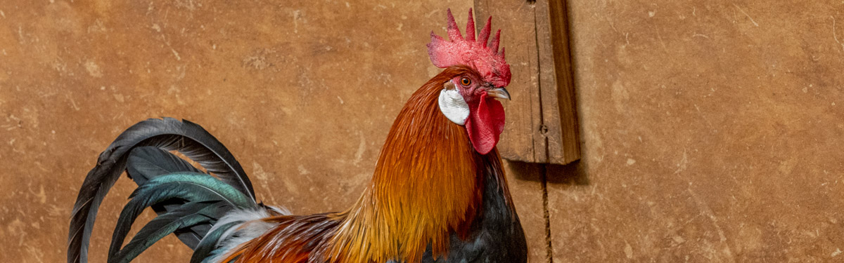 Ferme du Rouvet : élevage avicole de poules et coqs de race Gauloise Dorée
