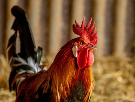 Coq gaulois doré