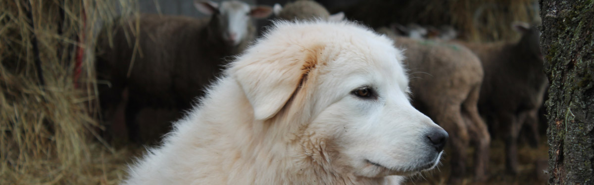 Ferme du Rouvet : élevage canin de bergers des Abruzzes