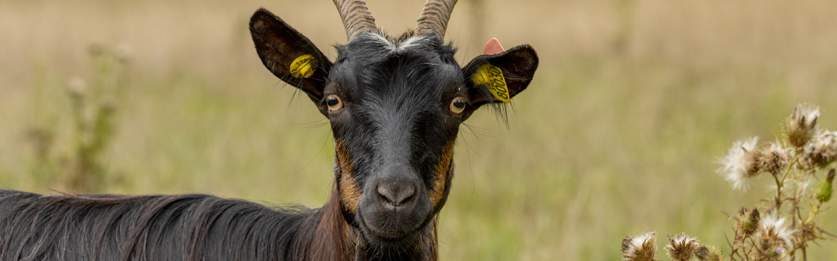 Ferme du Rouvet : élevage caprin de chèvres des fossés