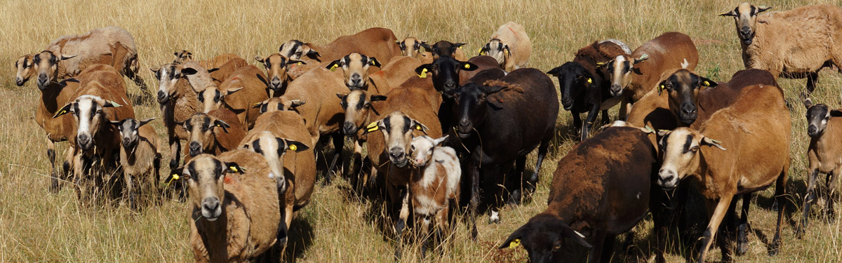 Ferme du Rouvet : élevage ovin de moutons barbados blackbelly