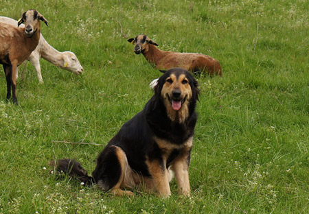 Chiens de bergers de Sila en Corrèze