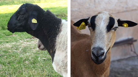 Moutons Dorper et Barbados Blackbelly, élevage ovin en Corrèze