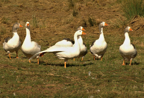 Jars, oies, oisons de race normande disponibles