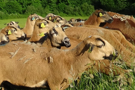 Troupeau de moutons Barbados Blackbelly